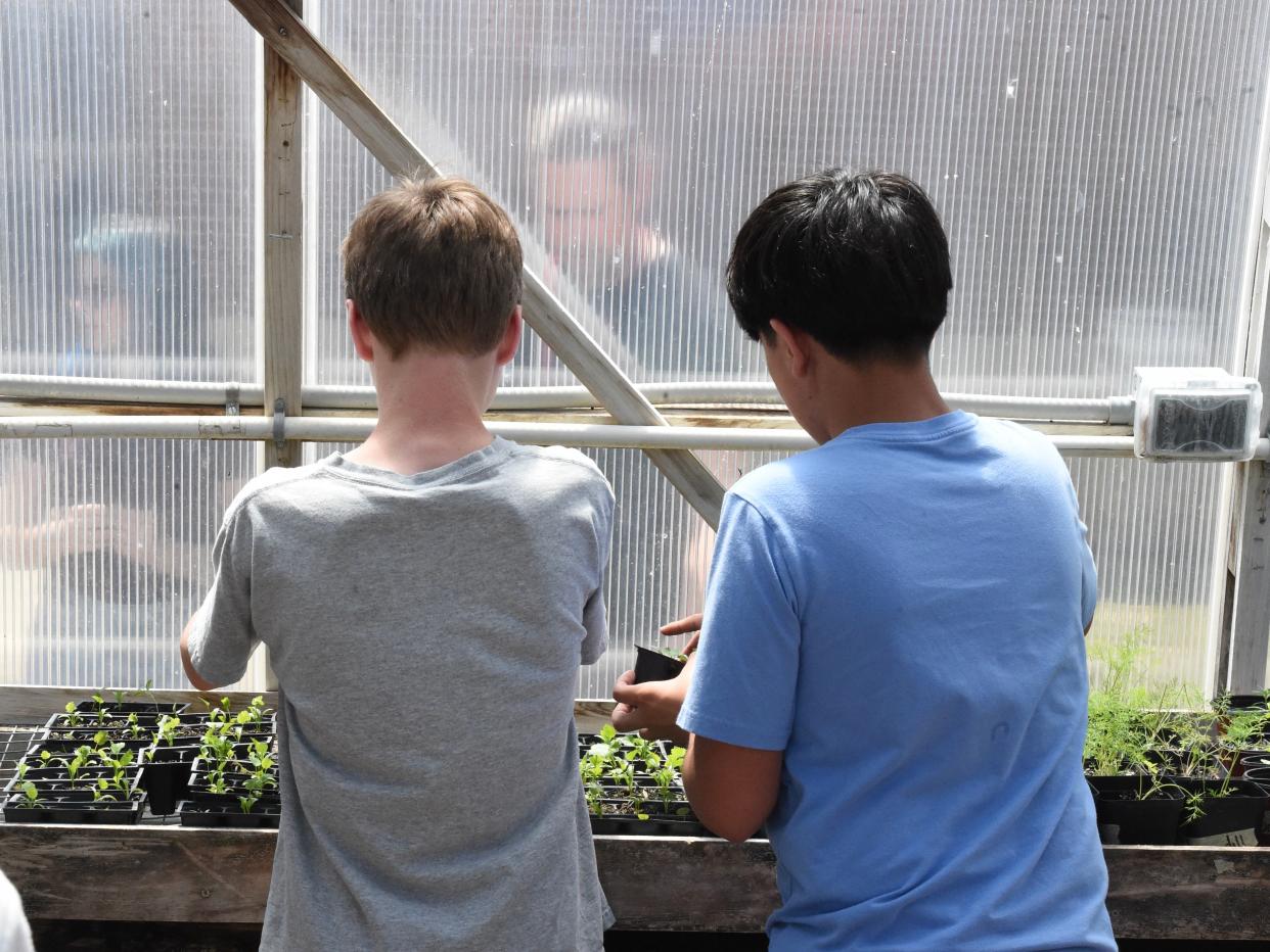 Shelburne Middle School students work in the greenhouse as they prepare for the annual plant sale May 9-11.
