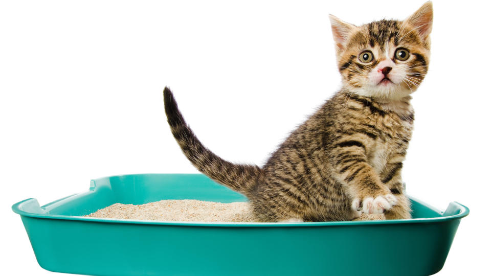 cat in litter tray