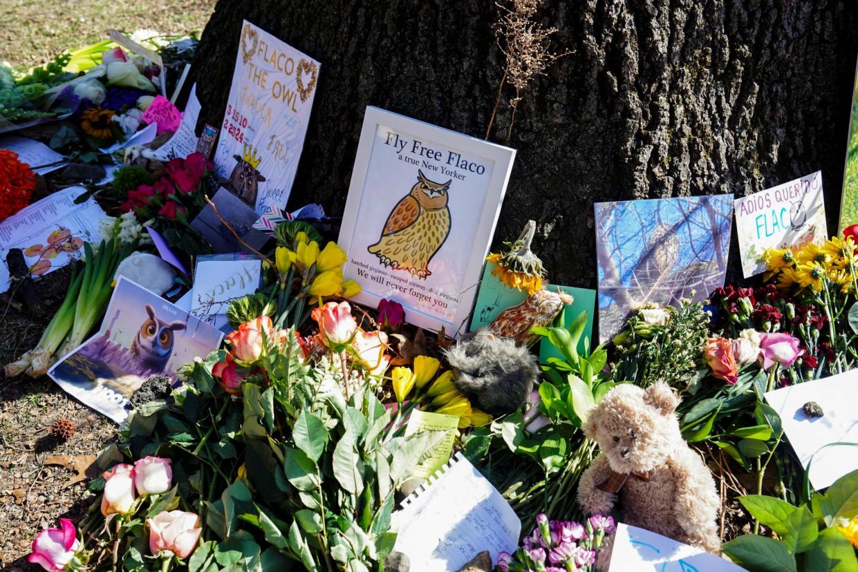 <span>A memorial in Central Park for Flaco, the Eurasian eagle owl who died just over a year after his escape from a vandalized zoo enclosure.</span><span>Photograph: Bing Guan/Reuters</span>