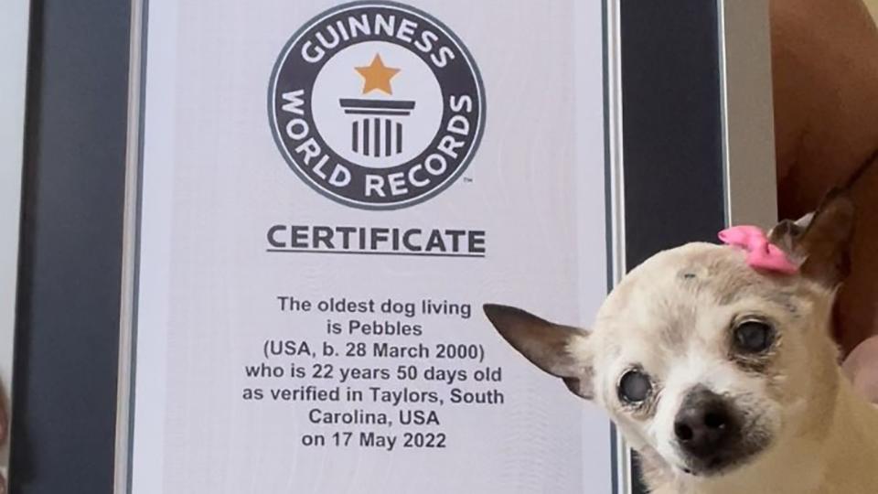 New Oldest Dog. GUINNESS WORLD RECORDS