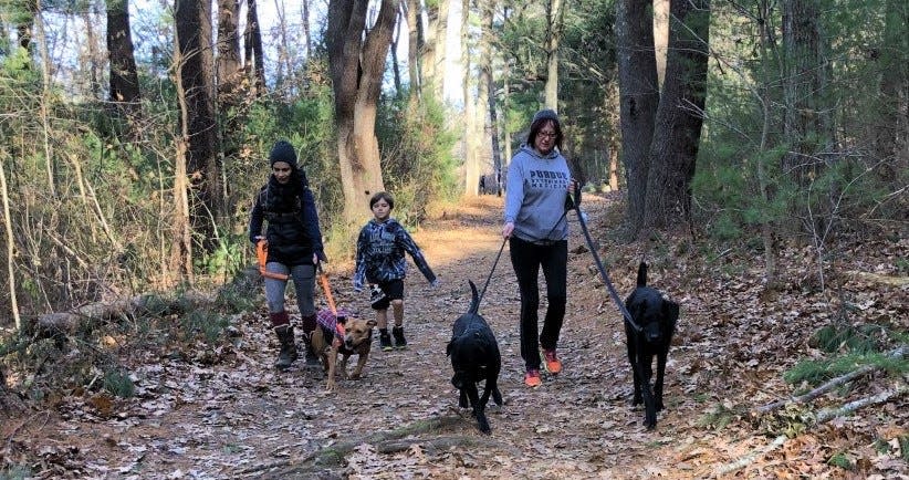 People walk their dogs at Norris Reservation in Norwell.