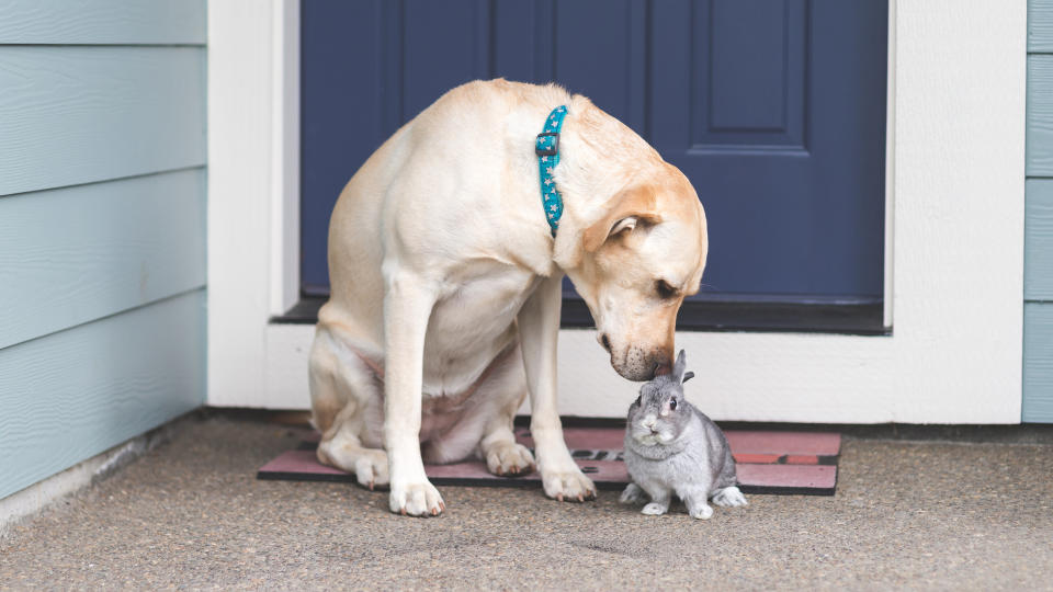 Labrador sniffing rabbit friendly