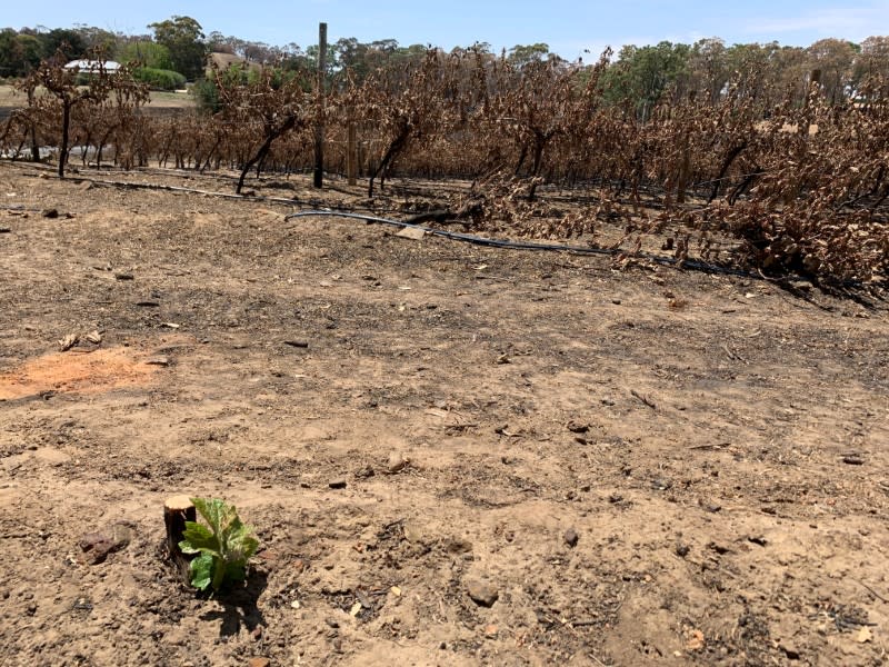 A general view of Tomich Winery following a bushfire in December 2019, in Adelaide Hills