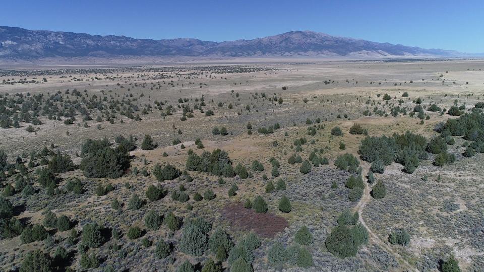 A stand of trees in northeastern Nevada known as the swamp cedars is considered sacred by a number of Shoshone tribes. The trees have been a ceremonial site since time immemorial. They also represent a living connection to native people killed in a series of massacres in the region.