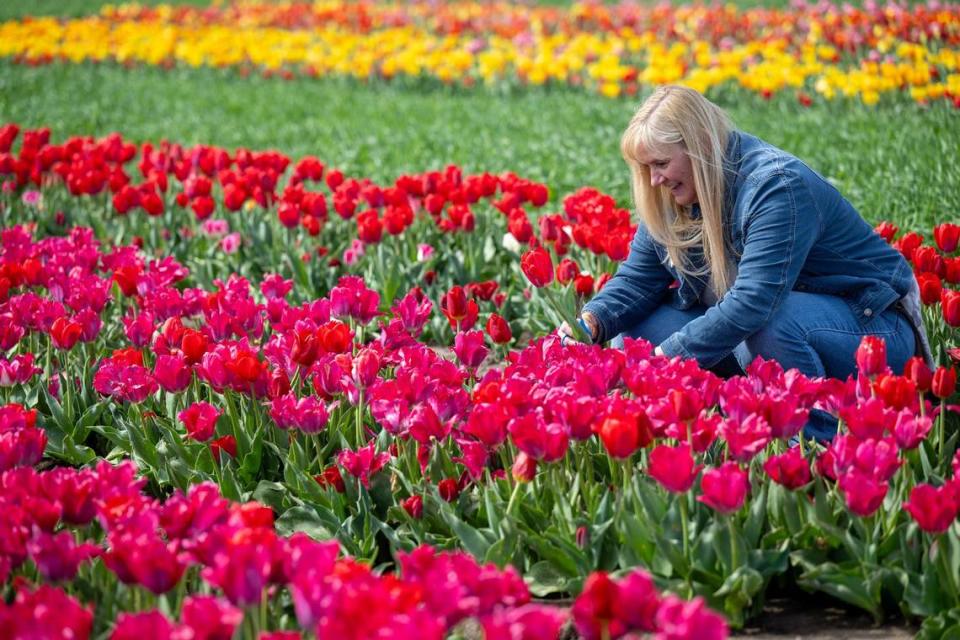 Lisa Woodruff of Leawood, Kansas, cuts a tulip from the field as she was touring the 12-acres filled with 1.5 million tulip bulbs which were blooming on the opening day of the Tulip Festival at The Fun Farm.