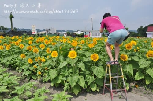 中社觀光花市～原來我是這麼愛向日葵！