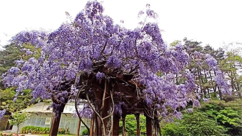 紫藤花開彷彿紫色瀑布(圖片來源：福壽山農場)