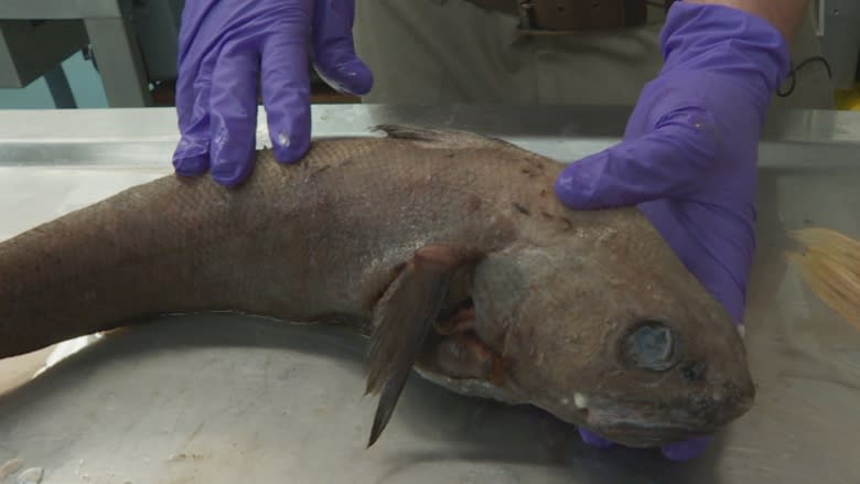 Uncovering the mysteries at the bottom of the Labrador Sea