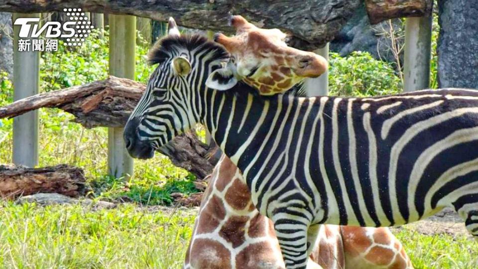 斑馬「玲瓏」和長頸鹿互動溫馨。（圖／動物園提供李明騏先生攝）