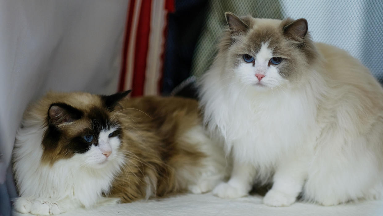 32 fun facts about ragdoll cats