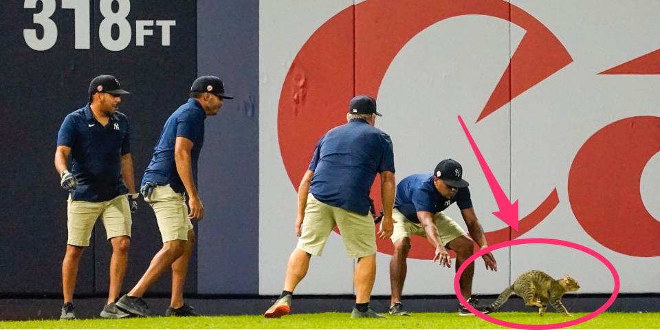 Yankee Stadium grounds crew members try to catch a cat that entered the field