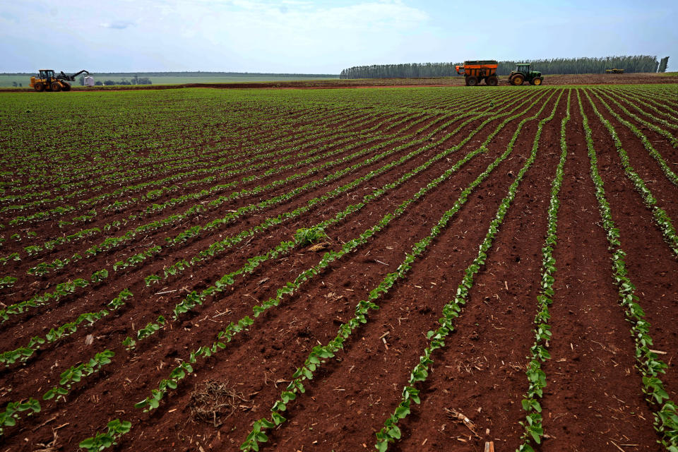 Plantación de soya en la hacienda Passatempo de Sidrolandia, estado brasileño de Mato Grosso do Sul, en foto del 20 de octubre del 2022. El apoyo del sector agropecuario podría ser clave para el presidente Jair Bolsonaro en las elecciones. (AP Foto/Eraldo Peres)