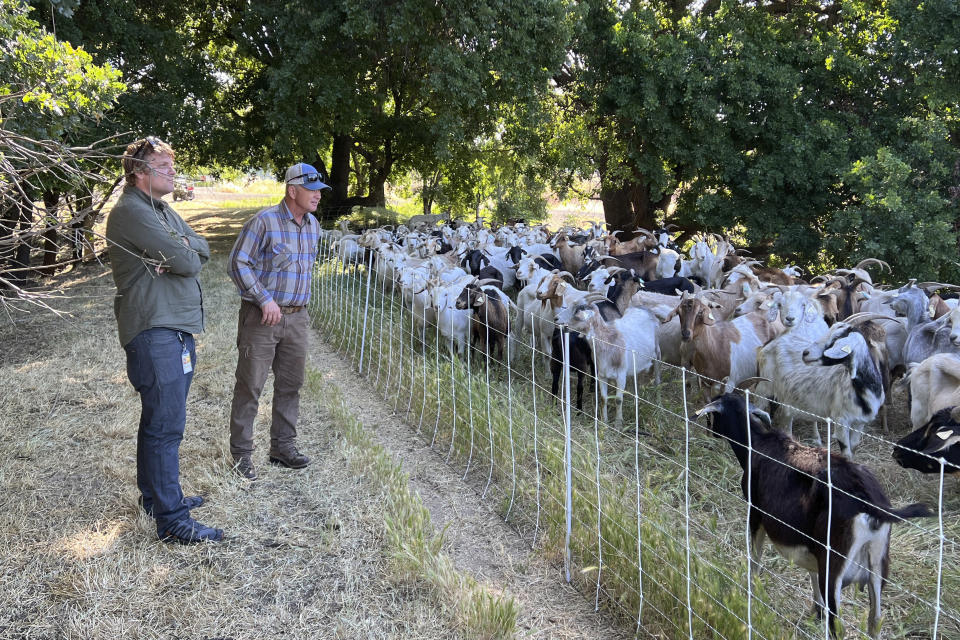 Jason Puopolo, superintendente de parques de la ciudad de West Sacramento (al frente), y Tim Arrowsmith, propietario de la empresa de pastoreo Western Grazers, miran un rebaño de ovejas pastando en West Sacramento, California, el 17 de mayo de 2023. Las cabras están muy solicitadas para despejar vegetación mientras California se prepara para la próxima temporada de incendios forestales, pero una ley de horas extras de los jornaleros amenaza con hacer quebrar el negocio del pastoreo. (AP Foto/Terry Chea)