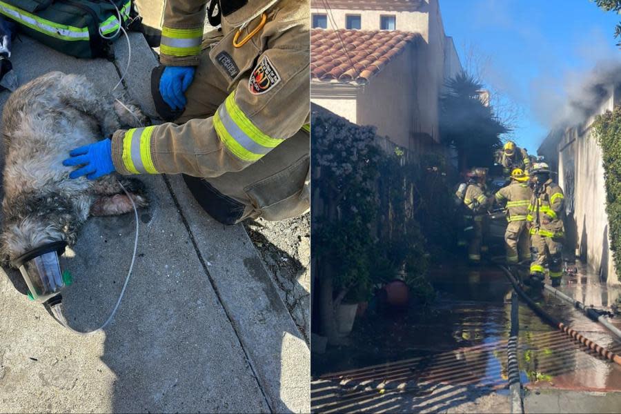 Bomberos de Tijuana rescatan a un perrito atrapado en incendio en col. Empleado Postal