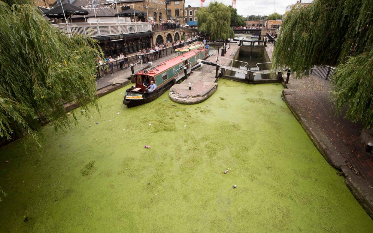 Duckweed on the surface of the Regent's Canal, London - Paul Grover 