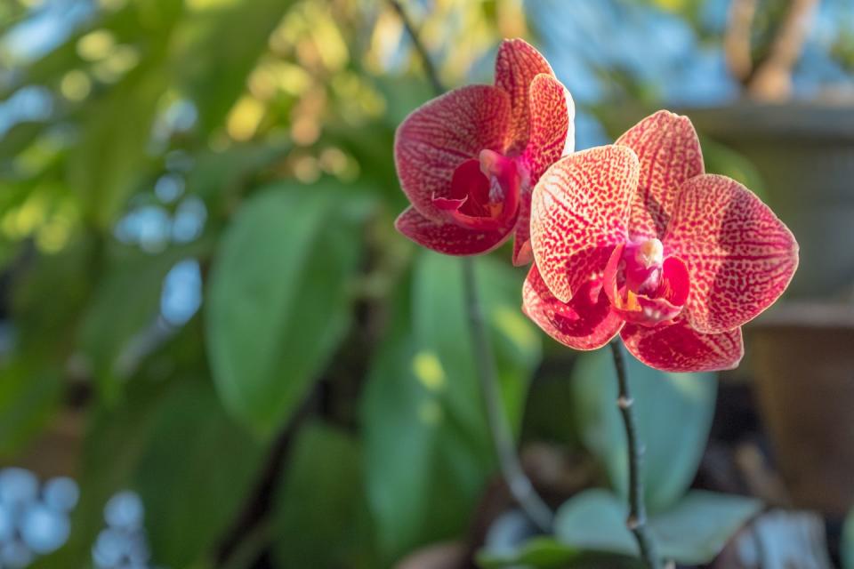 6) Phalaenopsis Orchid