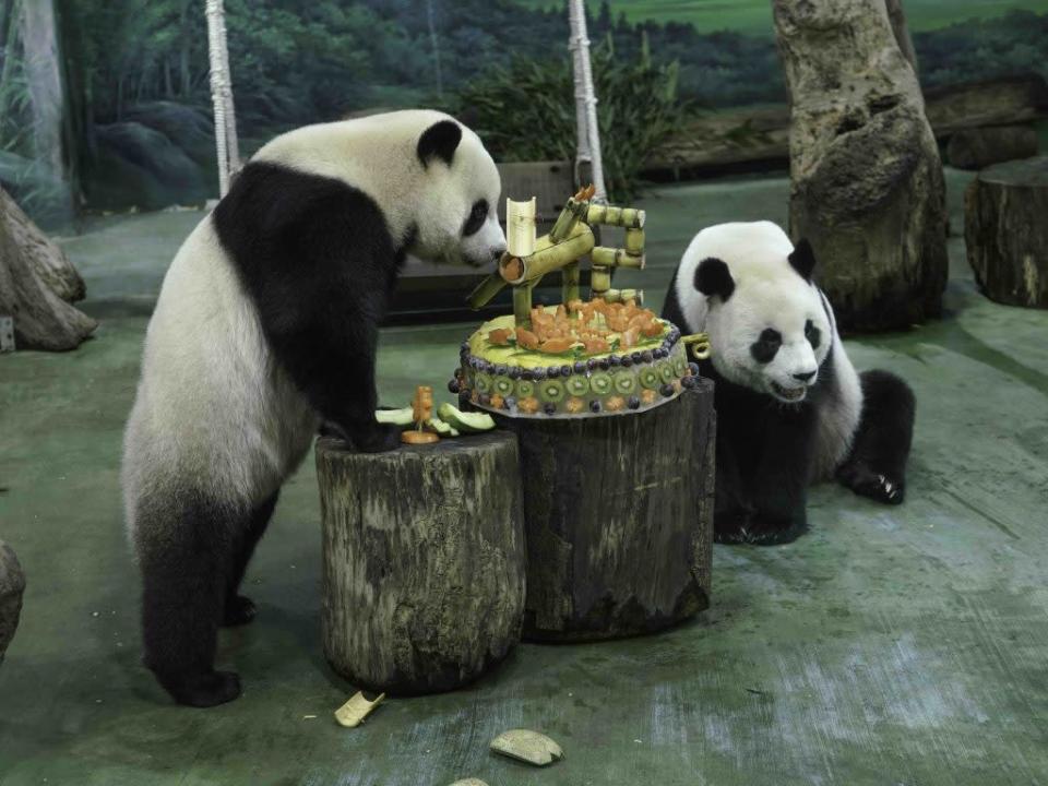 「圓寶」（左）又可以和媽媽一起享用蛋糕了。（台北市立動物園提供）