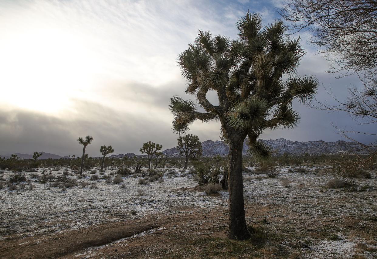 Joshua trees and other desert plants have a fresh dusting of snow in Joshua Tree, Calif., Feb. 23, 2023. 