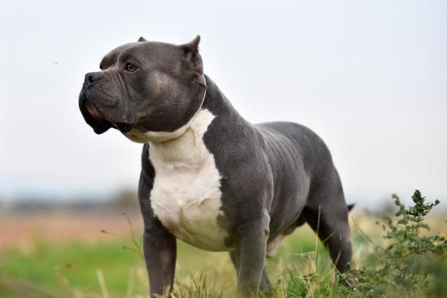 American Bully XL dog that's 'bred to kill' should be urgently