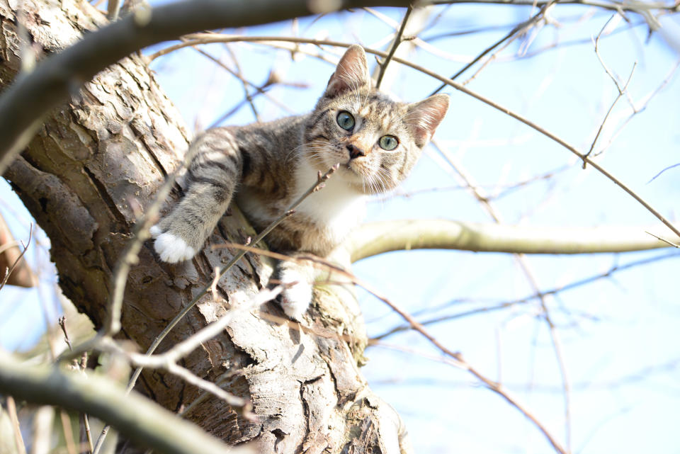 cat trying to hunt birds in a apple tree. my own cat