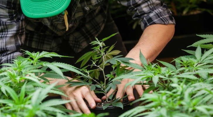 CGC stock: worker in flannel shirt planting young marijuana plant, symbolizing marijuana stocks and Cronos (CRON)