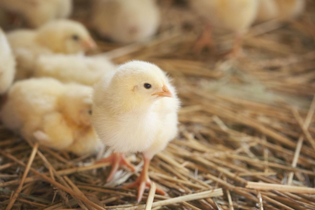 Chicken at farm. Shallow DOF. Developed from RAW; retouched with special care and attention; Small amount of grain added for best final impression. 16 bit Adobe RGB color profile.