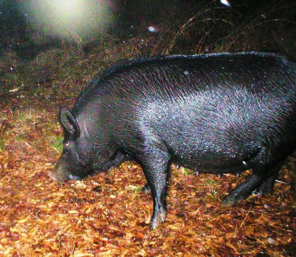 Remote cameras operated by motion detectors captured these photos of wild boars.