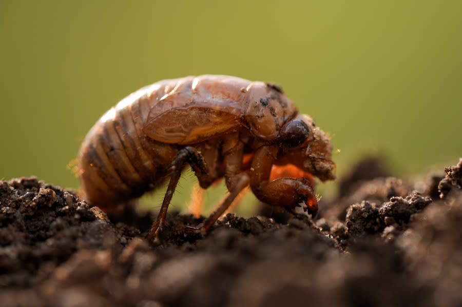 A periodical cicada nymph is seen in Macon, Ga., Wednesday, March 27, 2024. This periodical cicada nymph was found while digging holes for rosebushes. Trillions of cicadas are about to emerge in numbers not seen in decades and possibly centuries. (AP Photo/Carolyn Kaster)