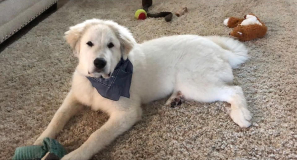 Charlie, the Great Pyrenees dog (pictured) died. Source: WFLA