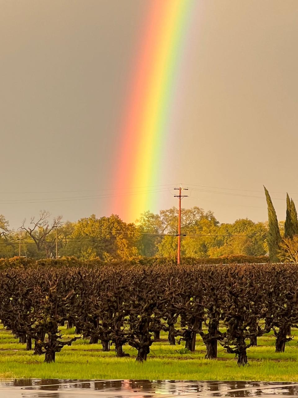 Bob Hallanger of Acampo used an apple iPhone 13 to photograph a rainbow over a vineyard along East Jahant Road in Acampo.