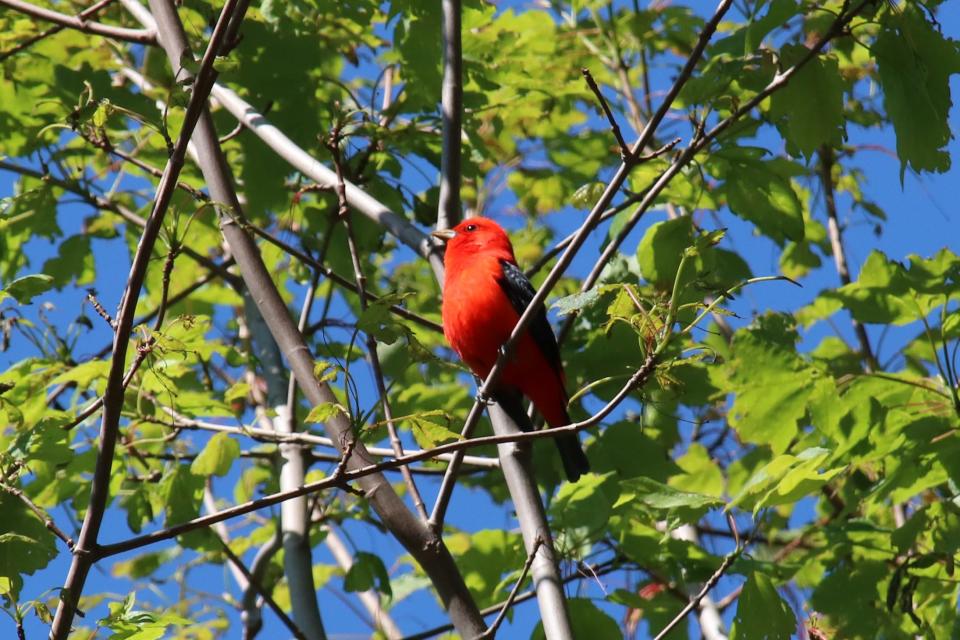 After spending the winter in South America, scarlet tanagers cross the Gulf of Mexico to reach their breeding grounds in eastern North America, including Great Smoky Mountains National Park.