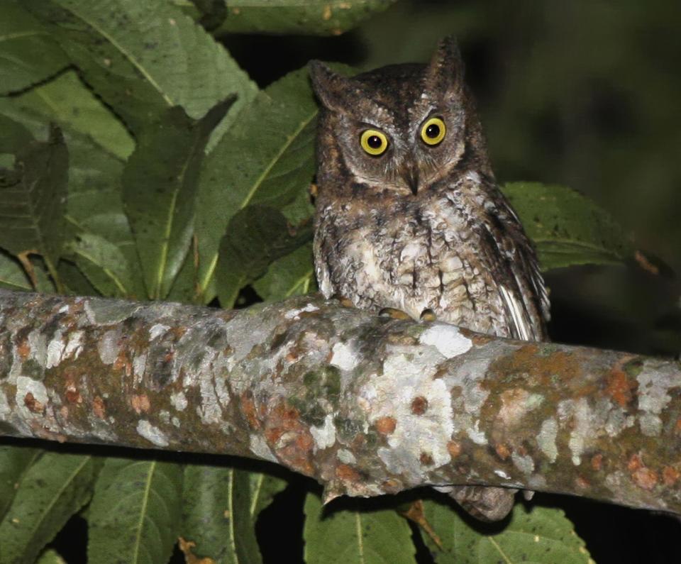 This undated photo taken by independent researcher Philippe Verbelen and released by online scientific journal PLOS ONE, shows a Rinjani Scops owl perching on a tree on Lombok island, Indonesia. The new species of owl believed to be found nowhere else in the world was discovered by accident on the Indonesian island when researchers in search of another bird noticed its distinct song. (AP Photo/PLOS ONE, Philippe Verbelen) NO SALES