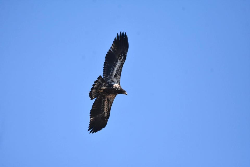 A fledgling bald eagle practices soaring at Lake Casitas, near Ojai, on Tuesday.