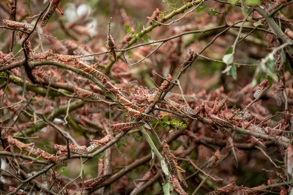 Desert locusts cover branches.