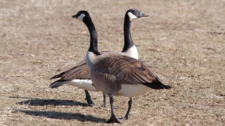 St. Vital coun. Brian Mayes says people are telling him to "do something" about the Canada geese in St. Vital Park. 