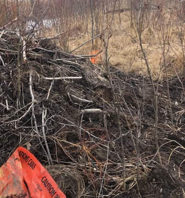 A spokesperson for Telus said fibre marking tape, usually buried underground, could be seen on top of the beaver dam.