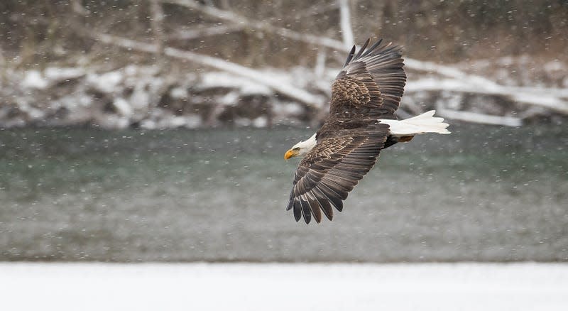 Bald eagle flying over water