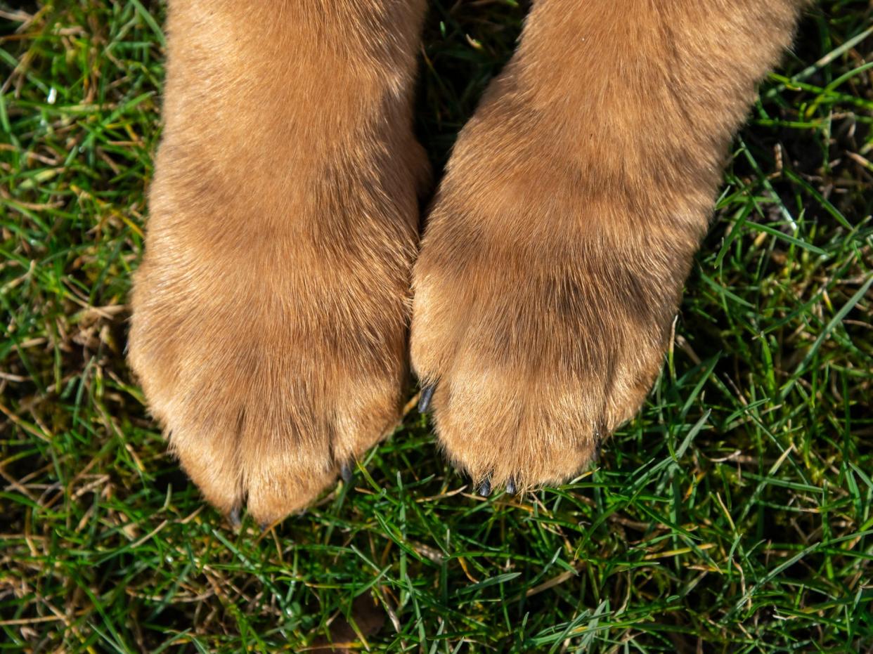 German Shepherd paws.