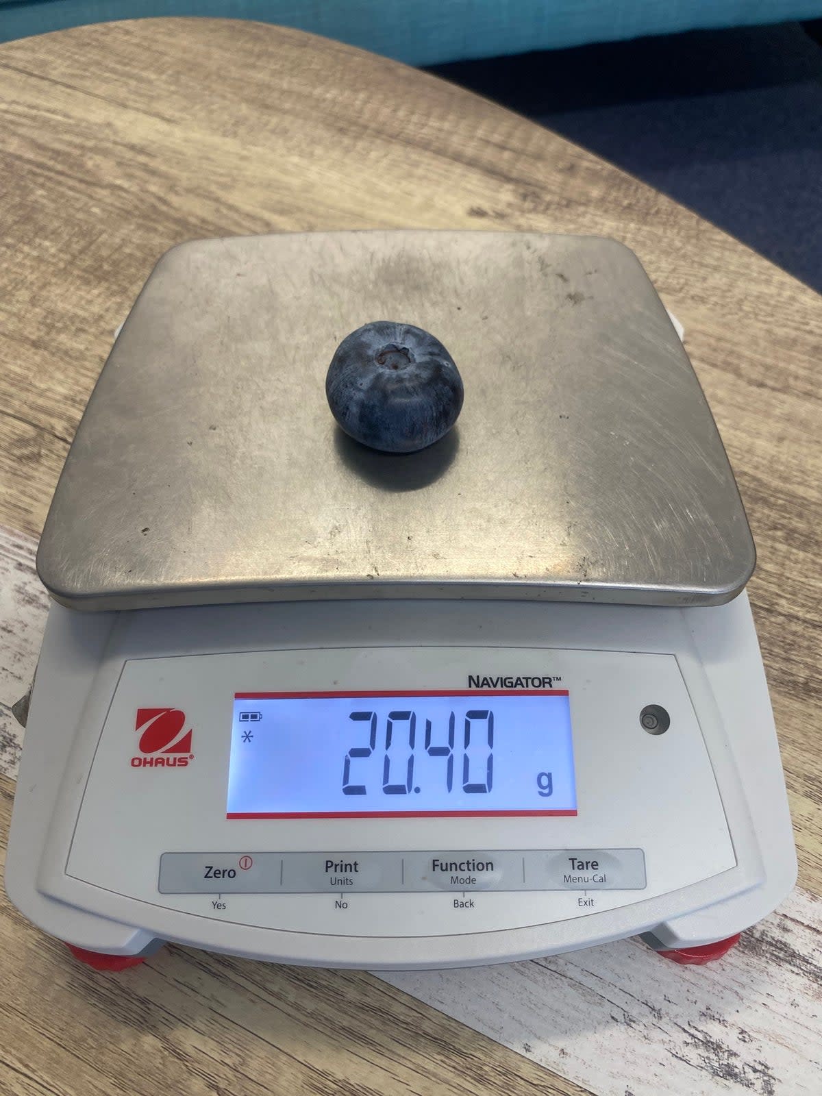 The blueberry, weighing 20.4 grams and is 39.31mm wide (Costa Group/Facebook)