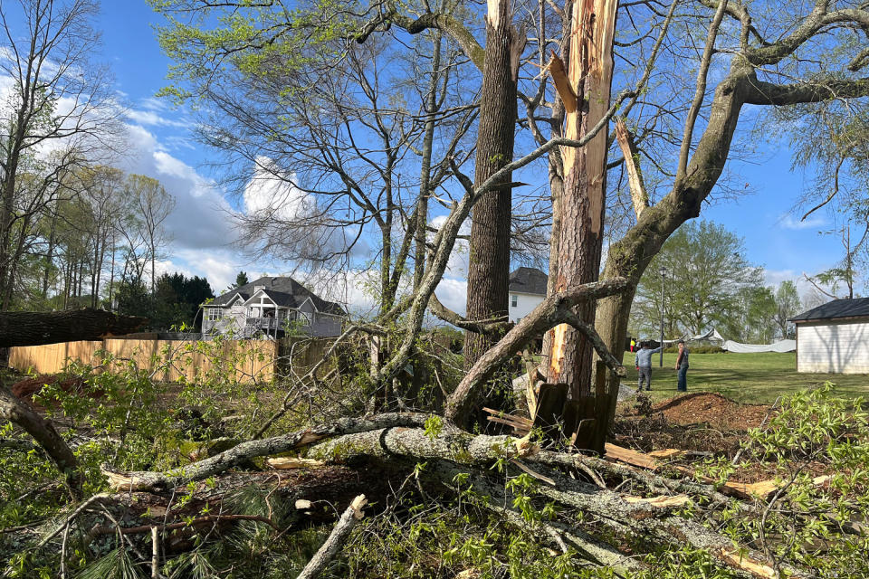 Fallen tree. (Courtesy Jazzalyn Daniels)