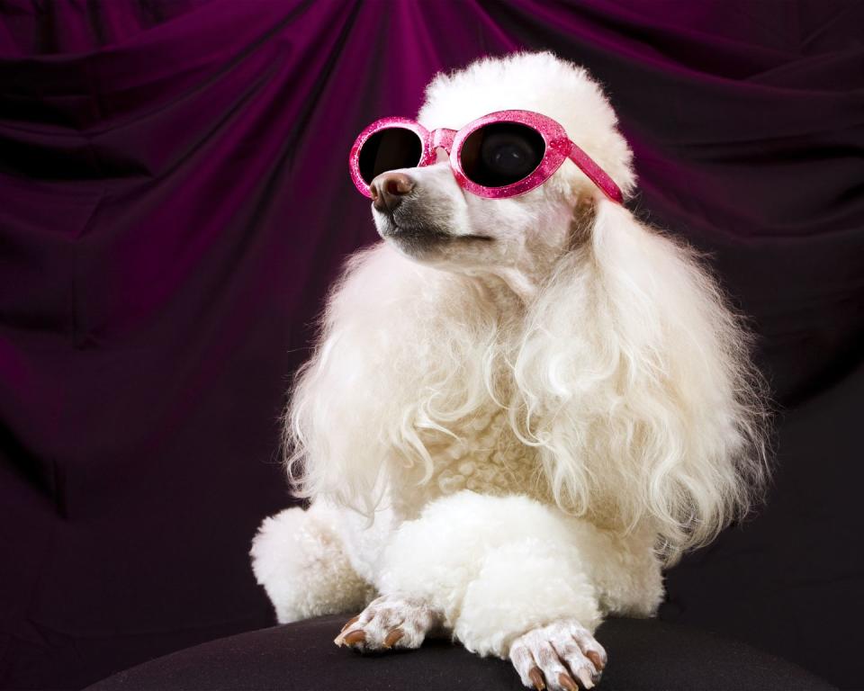 movie star poodle striking a pose