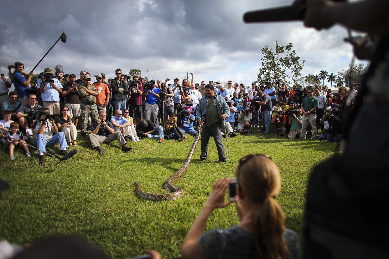 Image: A Burmese python is held by Jeff Fobb as he speaks to hunters and the media at the registration event and press conference for the start of the 2013 Python Challenge on January 12, 2013 in Davie, Florida. (Joe Raedle / Getty Images file)