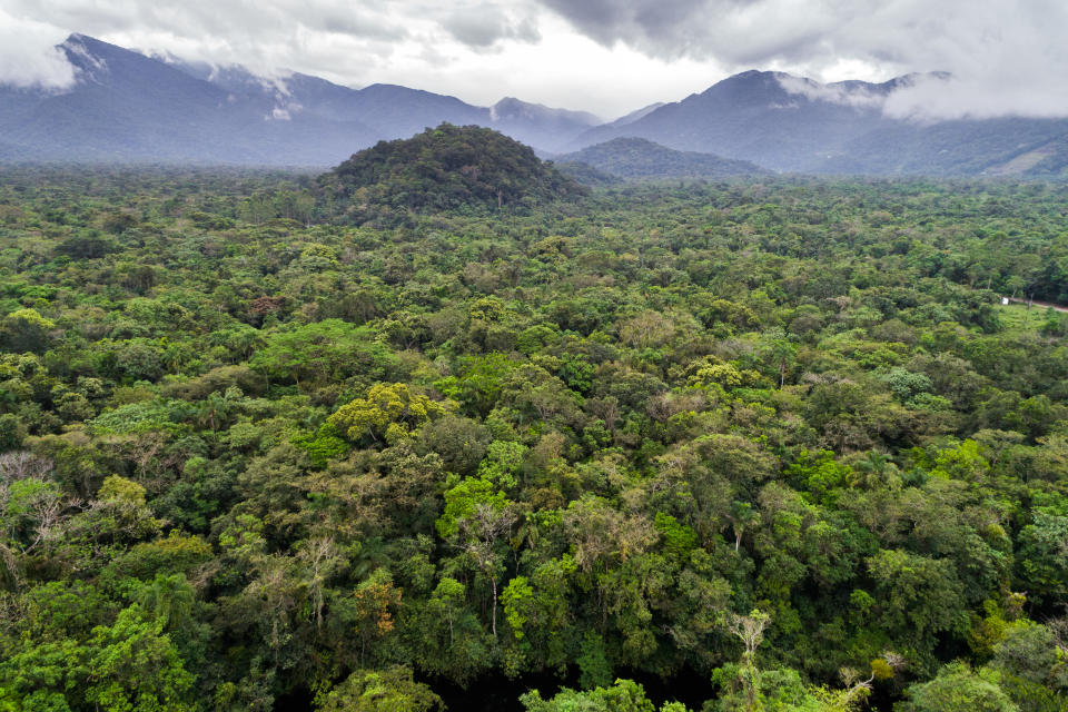 Endloses grün: Wer sich im Amazonas-Regenwald verläuft, hat kaum eine Chance, alleine wieder heraus zu finden. (Bild: Getty)