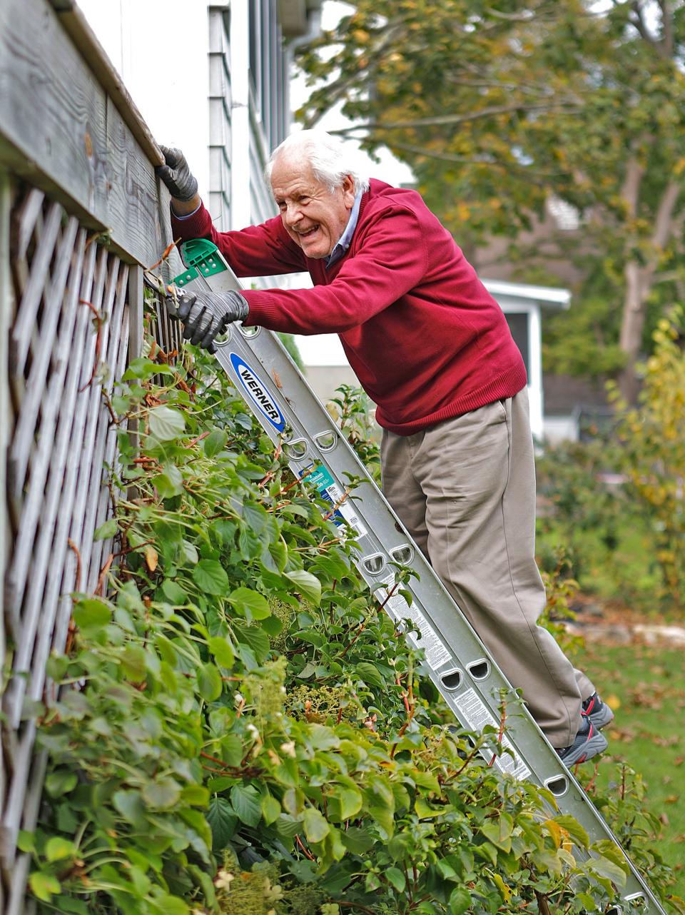 Bruno Richter, 92, of Scituate, keeps busy in his yard by pruning climbing hydrangeas.