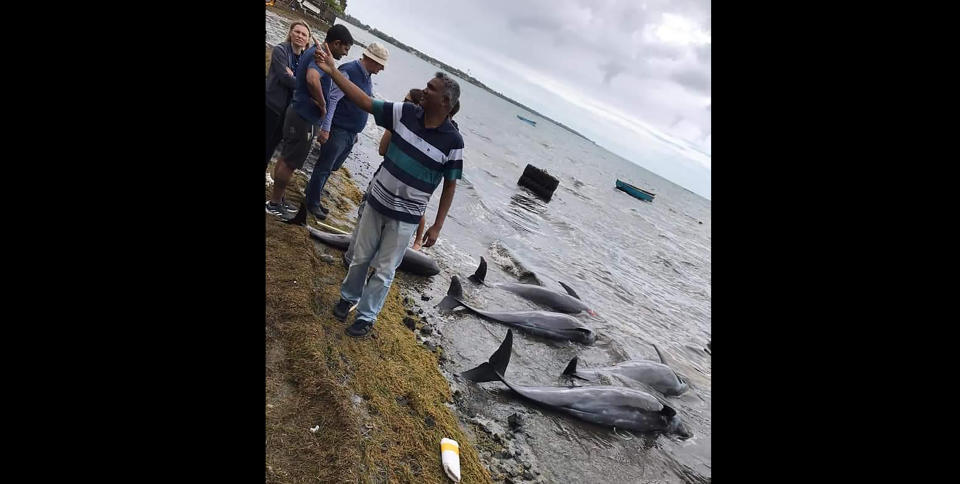 In this photo supplied by Greenpeace on Wednesday, Aug. 26, 2020, dolphins lay dead on the shore on the Indian Ocean island of Mauritius. At least 14 dolphins have washed up and died on the coast of the Indian Ocean island of Mauritius, where a Japanese ship ran aground and spilled more than 1,000 tons of fuel, report environmental groups and experts. (Eshan Juman/Greenpeace via AP)