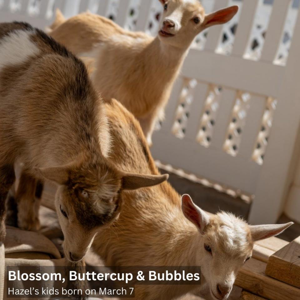 Blossom, Buttercup and Bubbles enjoying an afternoon, their names recently decided by voters through The Phoenix Zoo.