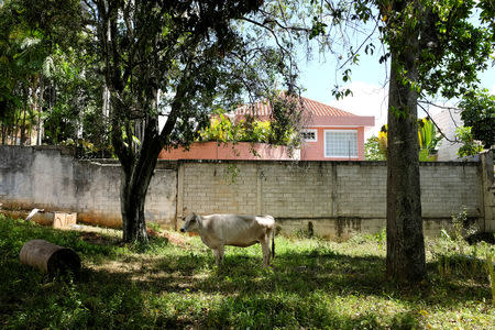 A cow stands in the backyard of a house occupied by the Apacuana commune in Caracas, Venezuela November 13, 2018. Picture taken November 13, 2018. REUTERS/Marco Bello