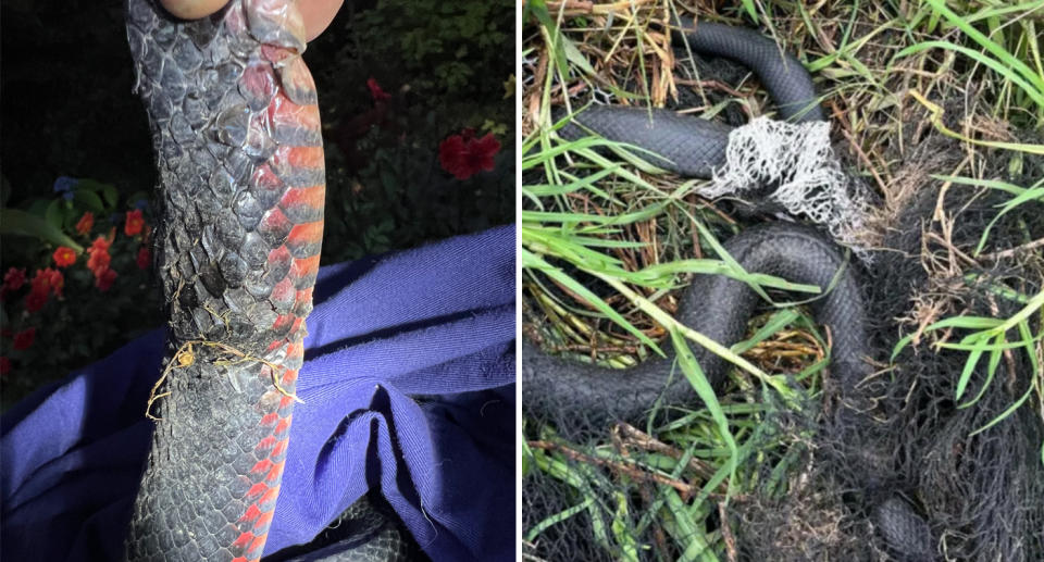 Two pictures of snakes caught in netting can be seen.