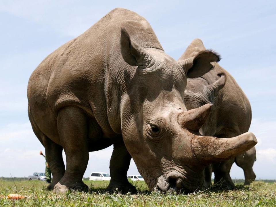 <strong>Al frente Fatu y detrás de ella Najin</strong>. Reuters.