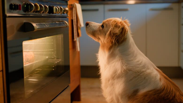 dog watching roast in oven